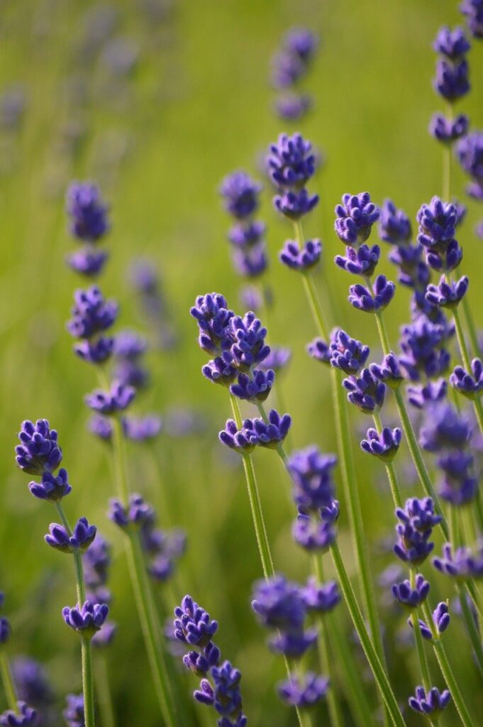 lavender, flower, plant, lavandula, flower wallpaper, flora, nature, outdoors, garden, close up, fragrant plant, medicinal plant, lavender, lavender, lavender, lavender, lavender, flower background, beautiful flowers, medicinal plant