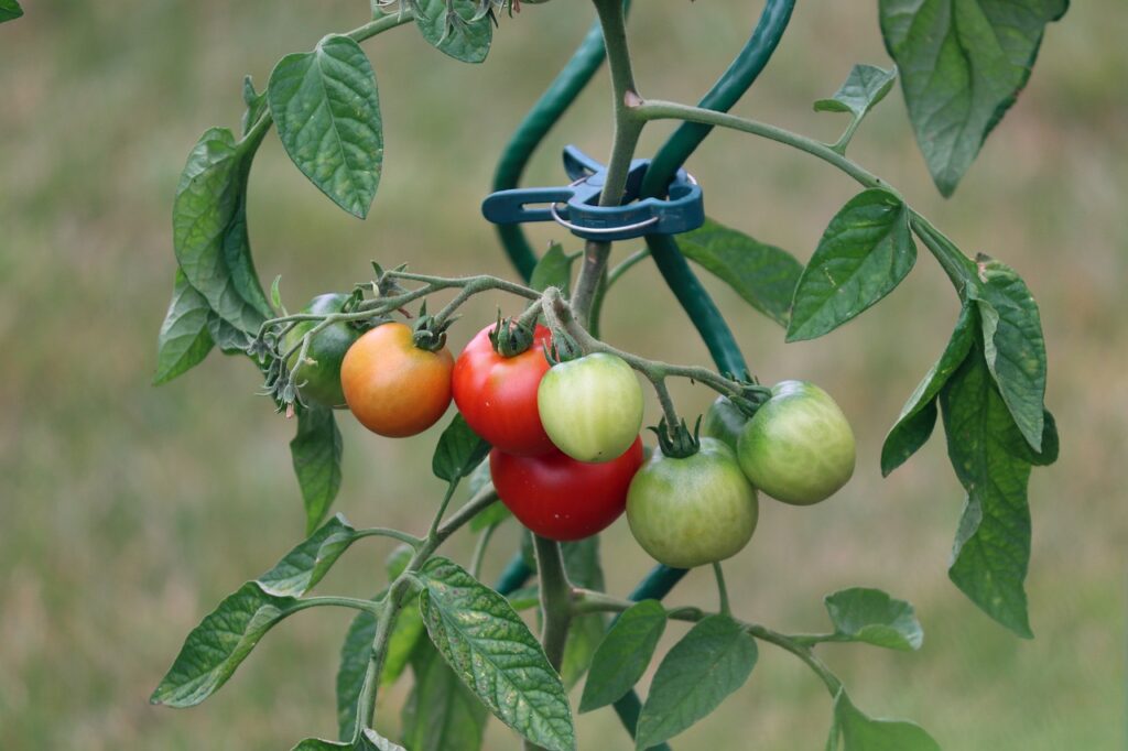 tomatoes, fruit, vine tomatoes, tire, red, fresh, green, tomato plant, food, vegetables, vitamins, grow, tomato plant, tomato plant, tomato plant, tomato plant, tomato plant